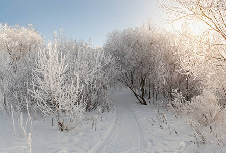 阳光明媚的冬日雪中的树木图片