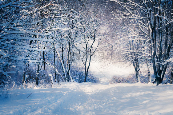 雪林中的冬季风景图片