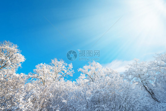 冬天白橡树林的阳光图片