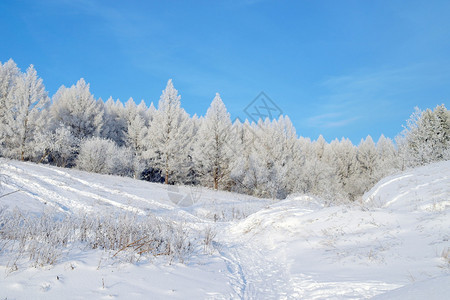 美丽的冬季景观白雪覆盖的树木图片