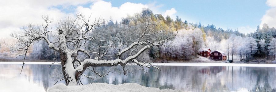 裸露树被雪覆盖在寒冷冬天的雪中图片
