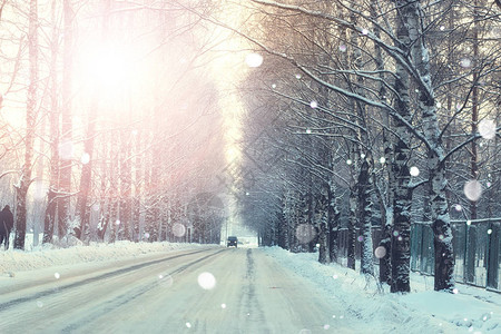 路树冬日落日图片