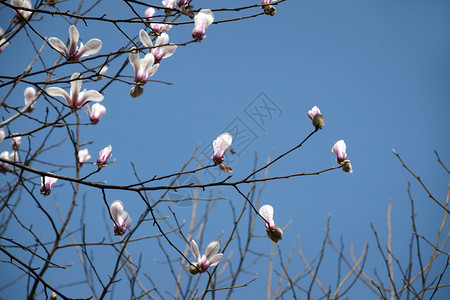 玉兰花和蜜蜂反对蓝天图片