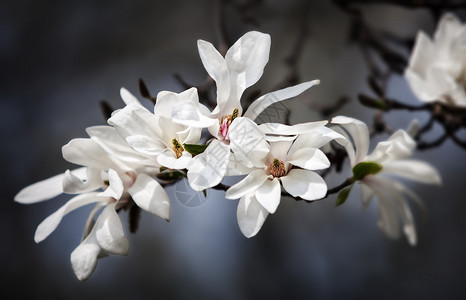 Magnoliakobus以白花盛开树图片