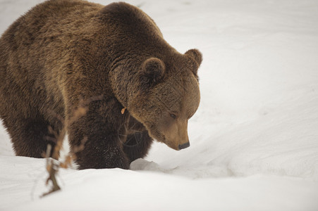 孤立的黑熊棕灰熊走在雪地上背景图片