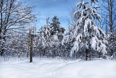 日落前冬天的雪覆盖了树许多雪霜冻圣图片
