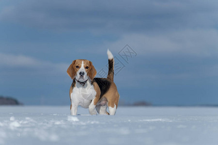 Beagle狗正在雪地中行走图片