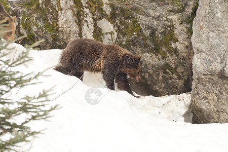年轻的棕熊褐色灰熊在雪图片