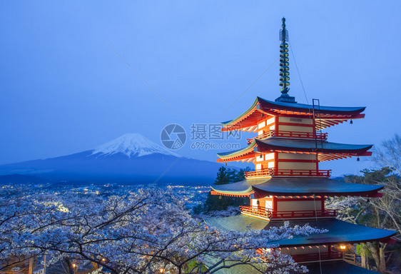 藤山和红塔山在樱花沙库拉图片