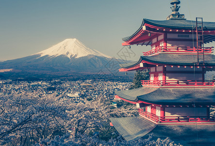 樱花季节的富士山和红塔图片