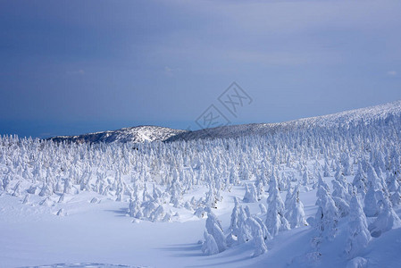 日本山形藏王山的雪怪藏王是东北最大的滑雪胜地之一在冬天图片