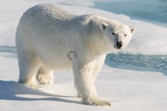 北极熊在斯匹茨伯格图片