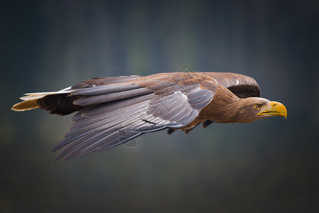 飞行中的海鹰鸟图片