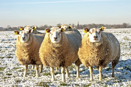 荷兰冬季在田野图片