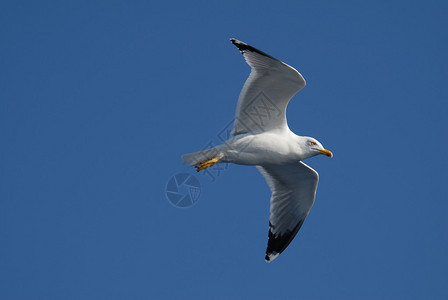 海鸥飞过清澈蓝天的特写镜头图片