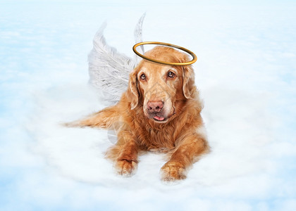 热辣鸡翅配新鲜蔬菜照片  |天使翅膀背景由天照片  |长