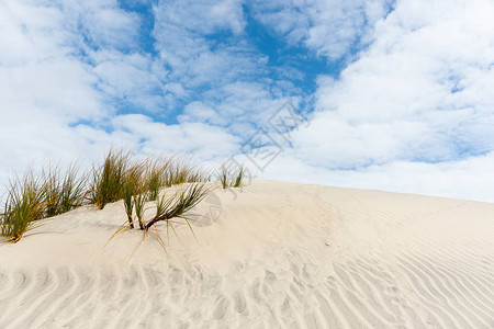 令人惊叹的MangawhaiHeads沙丘在被风吹拂的模式中上升到地平线和蓝色多云的天空图片