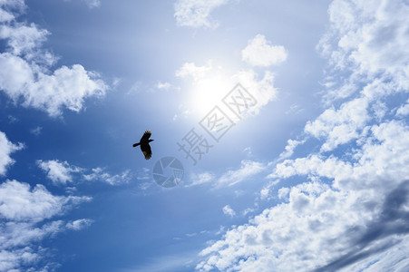 孤独的乌鸦或蓝天中的乌鸦作图片