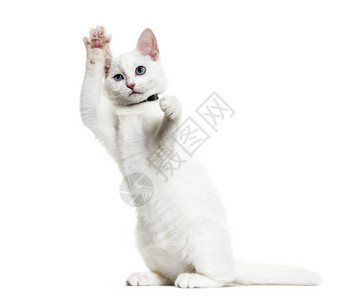 白色小猫混种猫图片