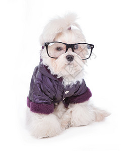 穿着紫色狗大衣和眼镜的可爱又毛嫩图片