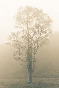 树在棕褐色的雾中图片