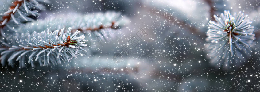 圣诞节背景雪和冷冻图片