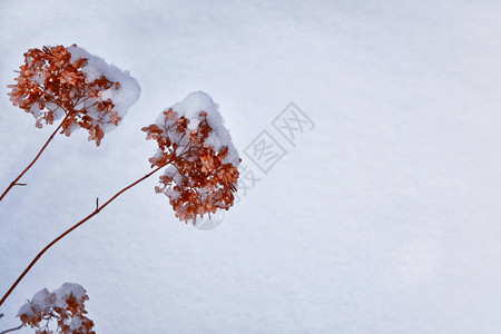 模糊的冻草冬天的抽象背景风景图片