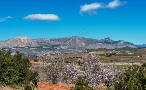 西班牙安达卢西亚省VelezBlancoAlmeria省附近与AlmondBlos图片
