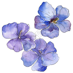 蓝紫色亚麻花卉植物花孤立的野生春叶野花水彩背景插图集水彩画时尚水彩画孤立的图片