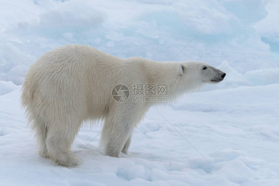 北极海浮冰上的野生北极熊特写图片