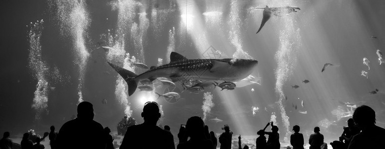 在水族馆里游泳的鱼里面有观察着的人白鲸鲨鱼和图片