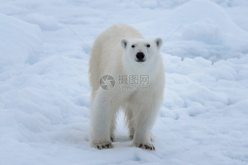 北极海浮冰上的野生北极熊特写图片