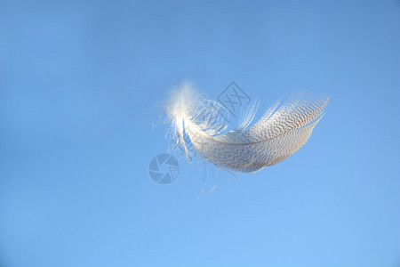 蓬松柔软的白色条纹鸟羽在清澈的蓝天中飘扬背景图片