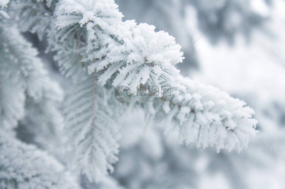 冬天背景冷杉分支白雪中浅树枝的特写视图添加图片