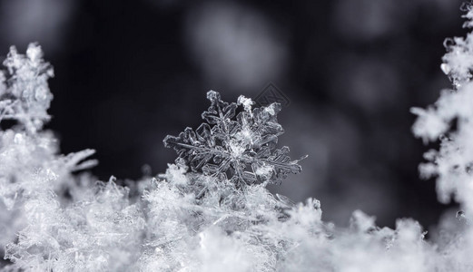 雪上的雪花图片是在8C图片