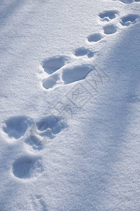 雪中链条的兔子足迹图片