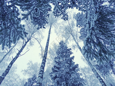 圣诞节冬季森林风景在寒冷的一天有雪和阳图片