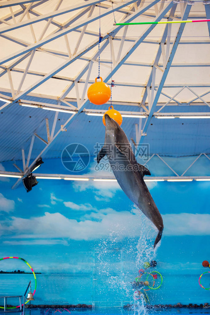 海豚体育直播篮球赛事全程高清无延迟精彩对决一网打尽