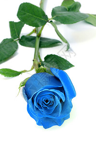 孤立在白色背景上的一朵蓝玫瑰背景图片