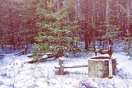 在冬天的森林里白雪覆盖的树木图片