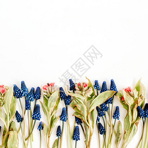 美丽的蓝色穆斯卡里花和白色背景上的野花图片