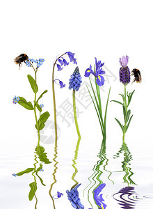 春花的蓝花摘要有两只蜜蜂收集花粉在波纹水中反射图片