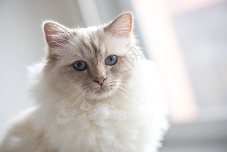 青蓝双眼的美丽圣猫图片