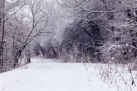 冰雪林中下雪树木覆盖着积雪图片