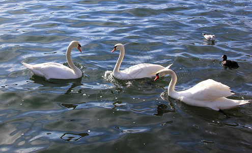 在湖中美丽的天鹅浪漫图片