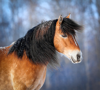 冬季森林背景中的马肖像图片