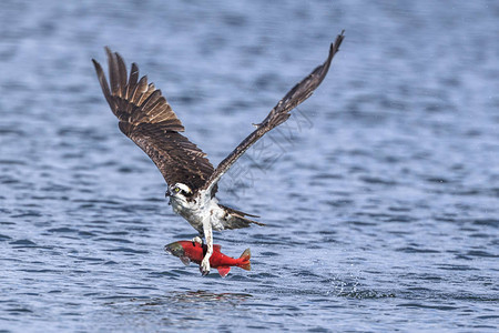 鱼鹰一飞冲天一只鱼鹰在爱达荷州北部的海登湖捕捉到一条可卡尼图片