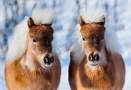 冬天背景中的两匹小马图片