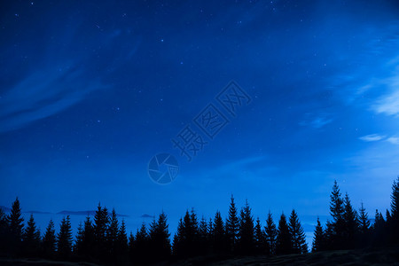 蓝黑夜空下的松树林星很多空间背景图片