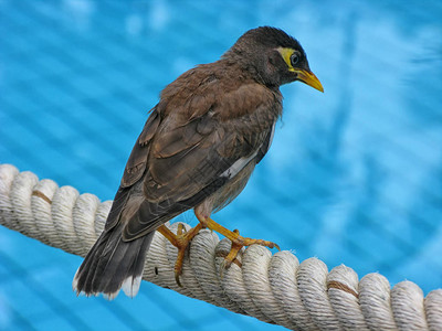 普通的麦角鸟Acridotherestristis坐在蓝色背景下编织图片